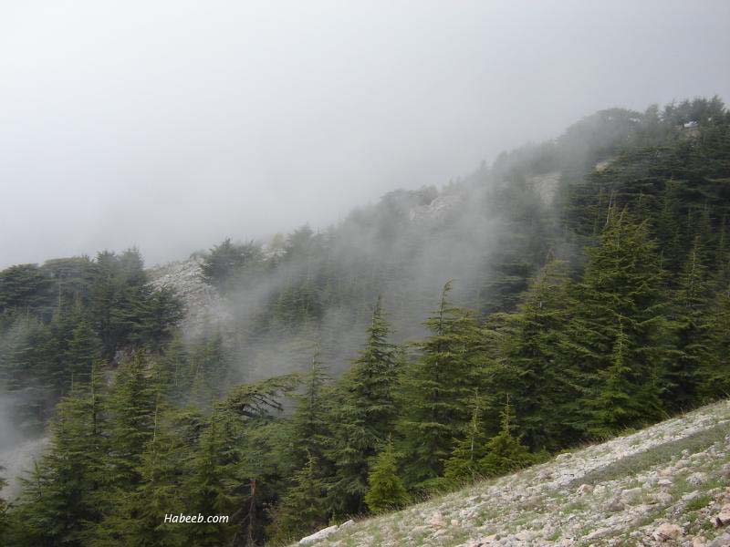 Barouk Cedars